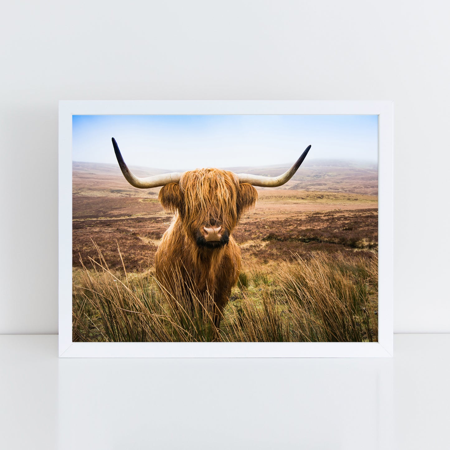 Highland Cow - Colour Wall Art Print
