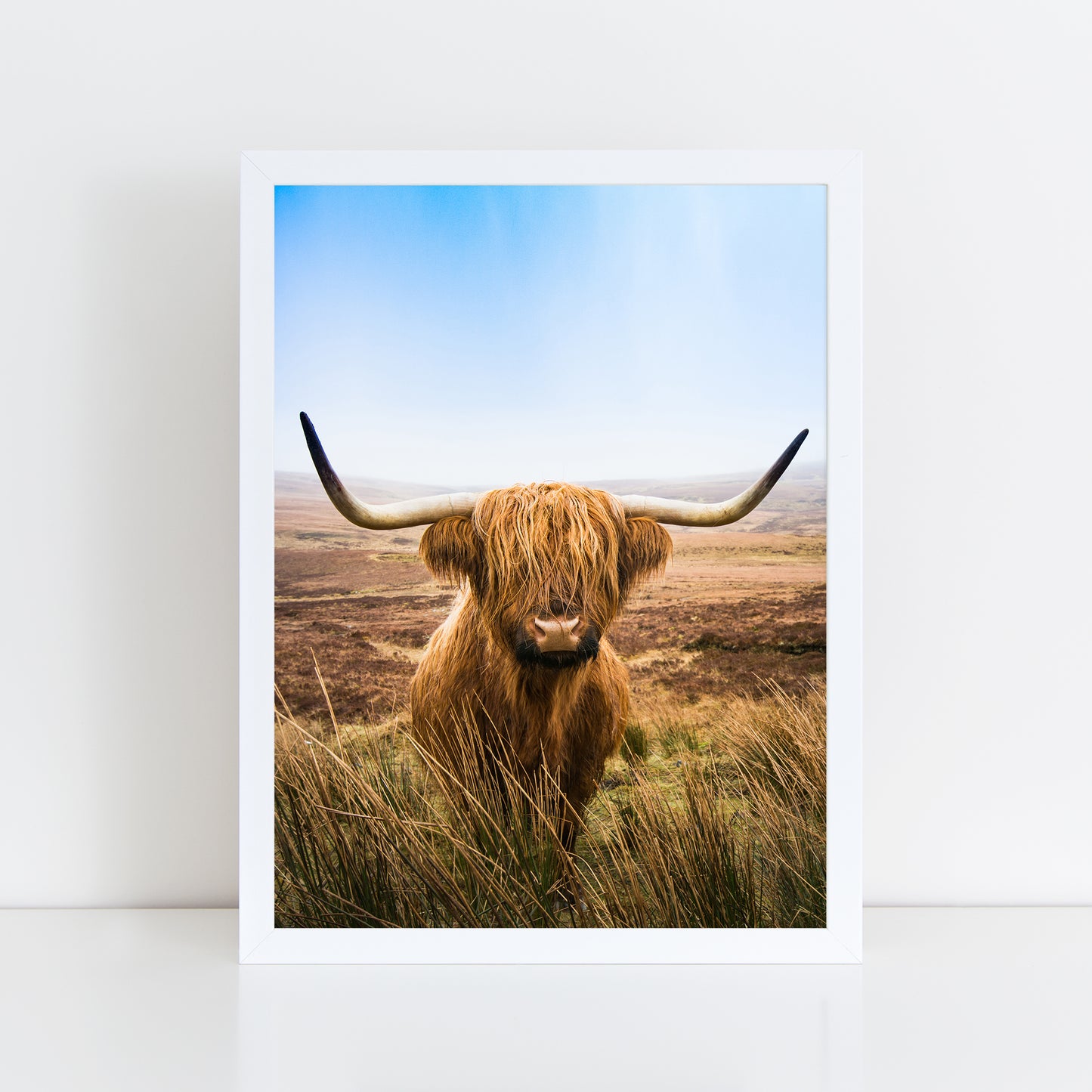 Highland Cow - Colour Wall Art Print