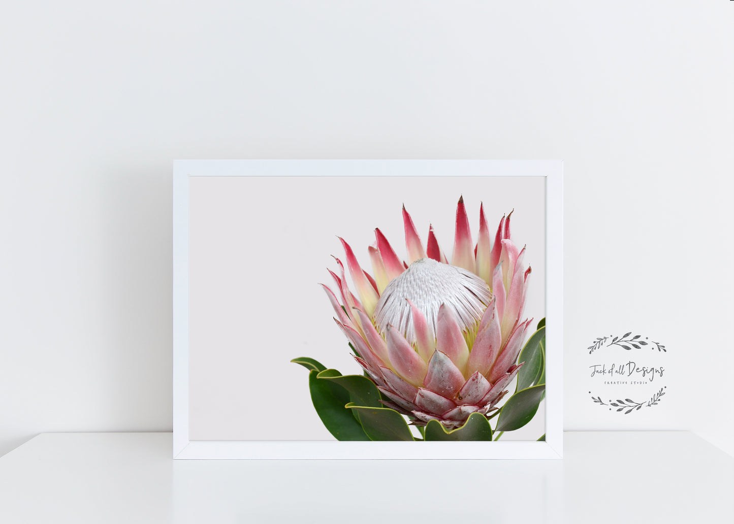 King Protea - Wall Art Print