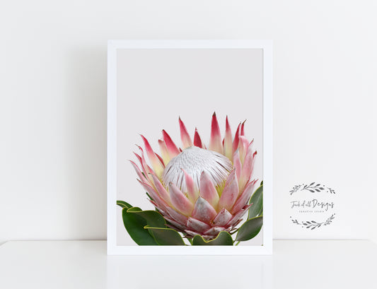 King Protea - Wall Art Print