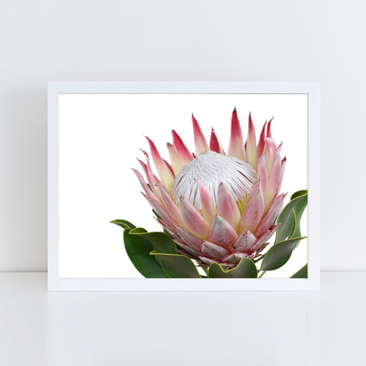 King Protea - Wall Art Print